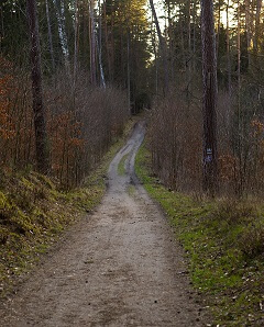 Footpath in green forest. Early springtime forest at sunset.